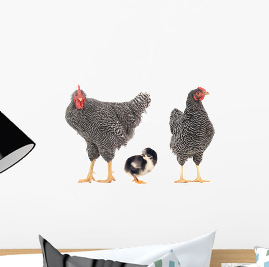 grey hens