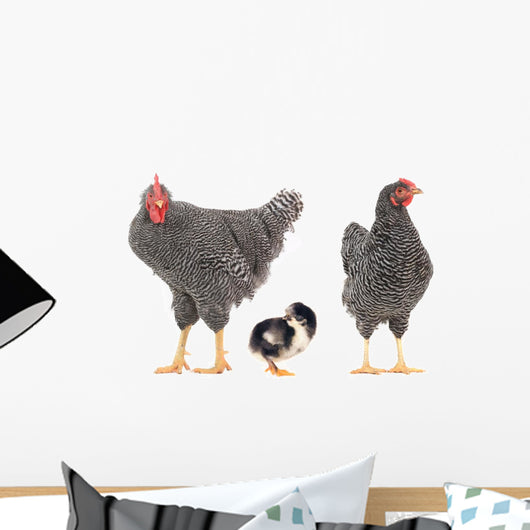 grey hens