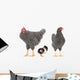 grey hens