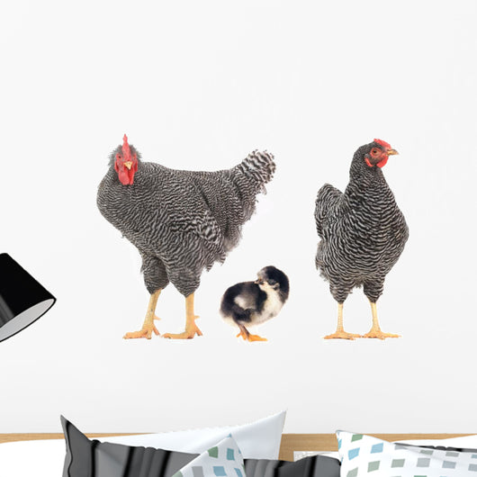 grey hens