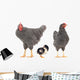 grey hens