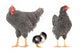 grey hens