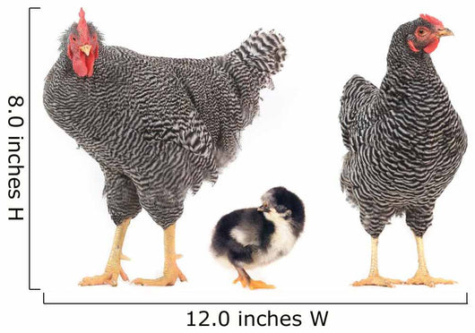 grey hens