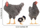 grey hens