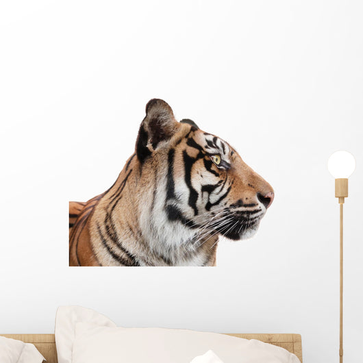 Beautiful Tiger