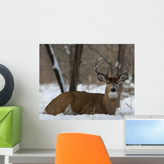Whitetail Deer laying in the snow