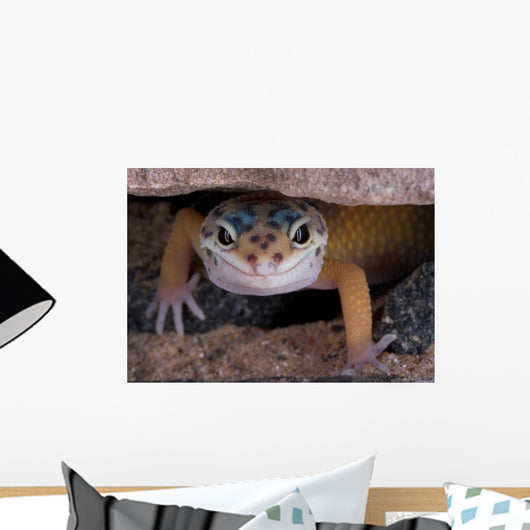 Leopard Gecko Staring under Wall Decal