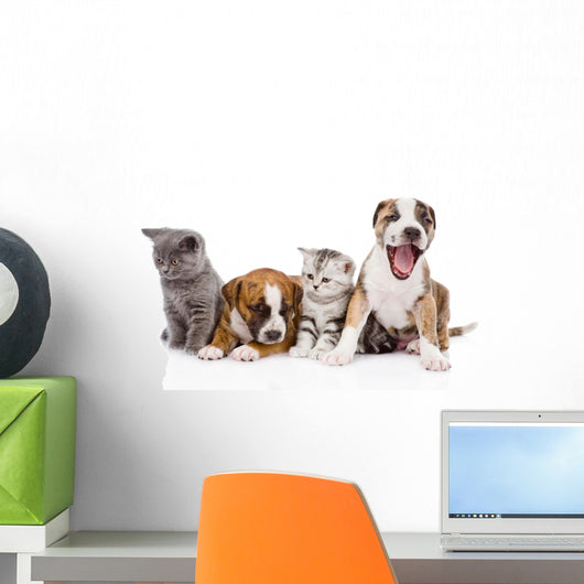 Group of cats and dogs sitting in front. isolated on white Wall Decal