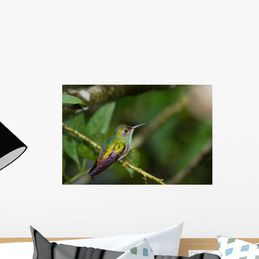rufous tailed hummingbird