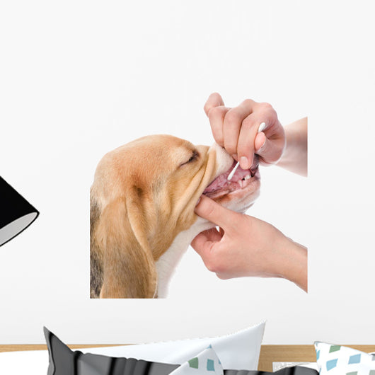 dog getting teeth examined by veterinarian. isolated on white