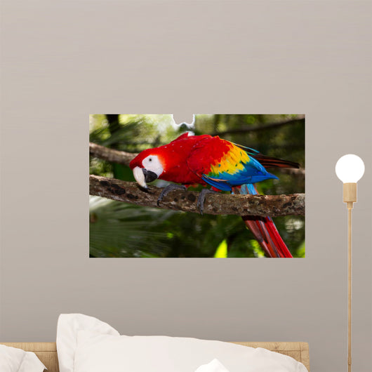 scarlet macaw