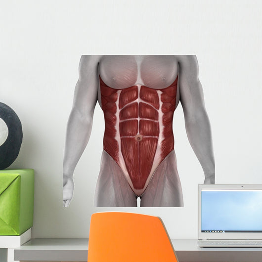 Male Abdomen Muscles Anatomy Isolated