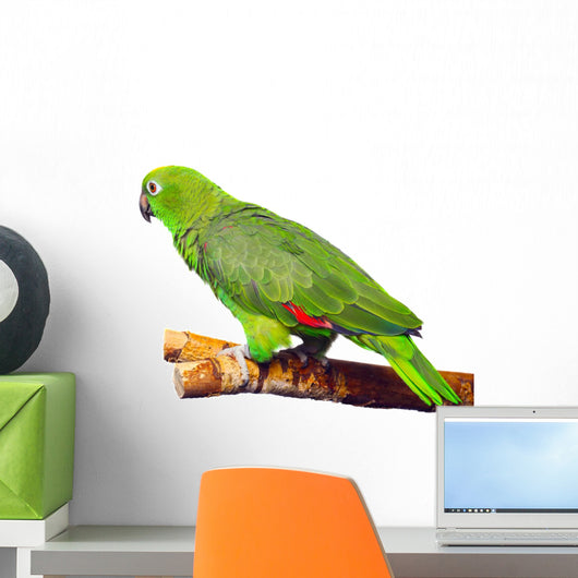 Amazon Parrot Wall Decal