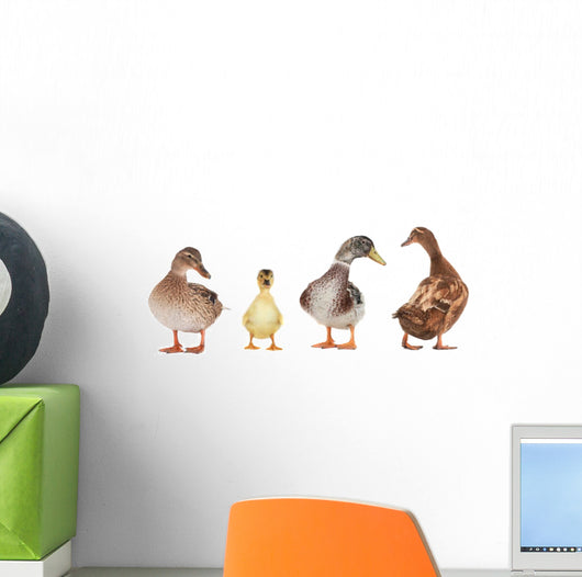 duck Wall Mural