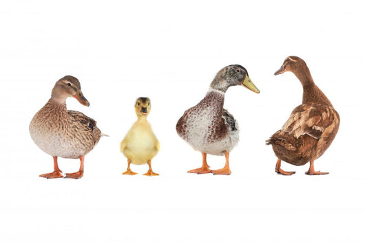 duck Wall Mural