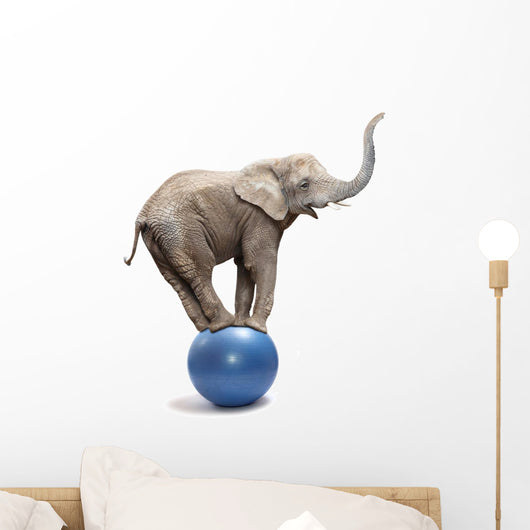 African Elephant Africana Balancing on Blue Ball