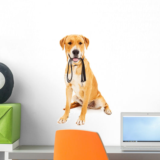 Labrador Retriever With Leash in Mouth