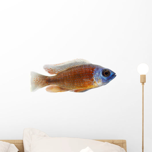 Tropical fish a