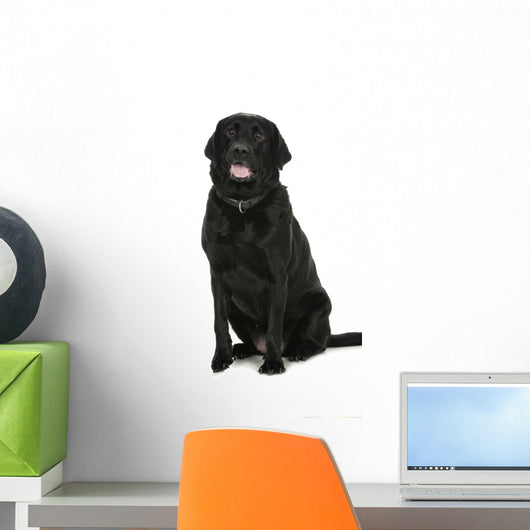 Labrador - Dog