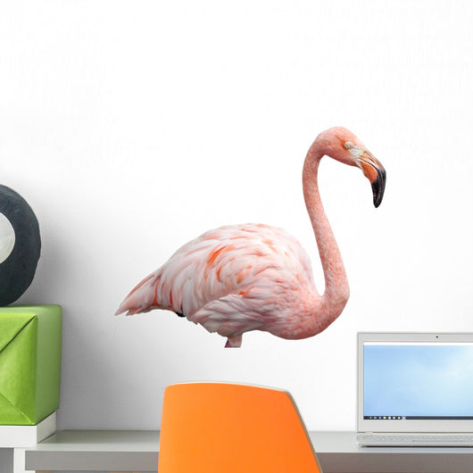 flamingo portrait