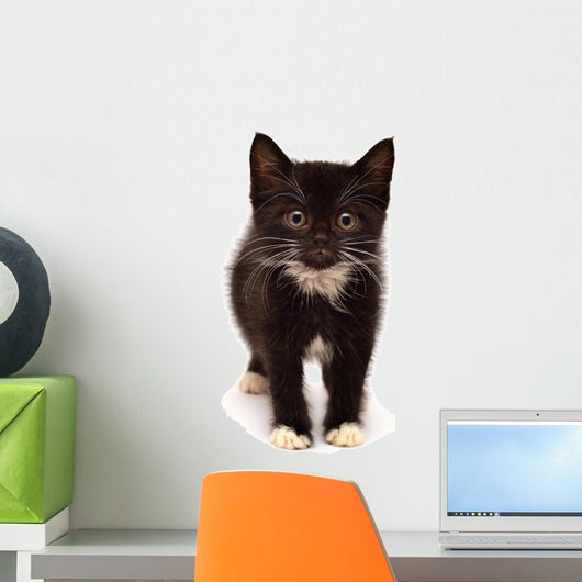 Little kitten