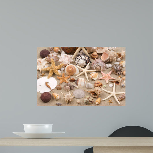 Seashell background
