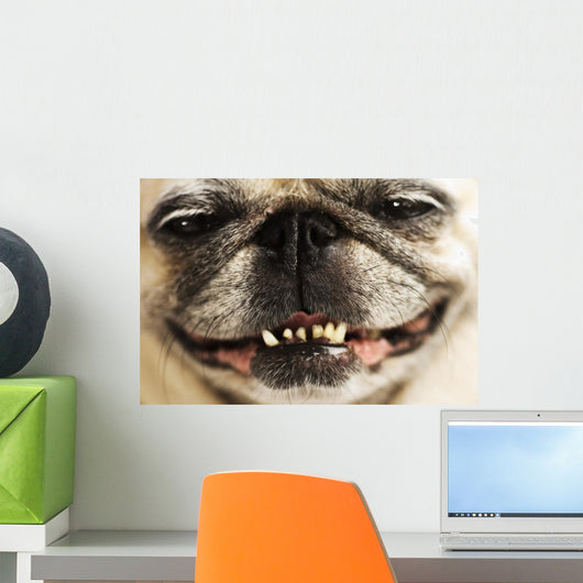 Close up of a Smiling Pug Wall Mural