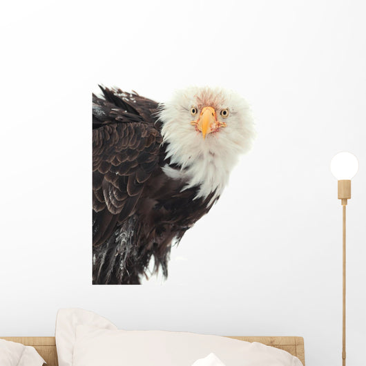 Close up Portrait of a Bald Eagle