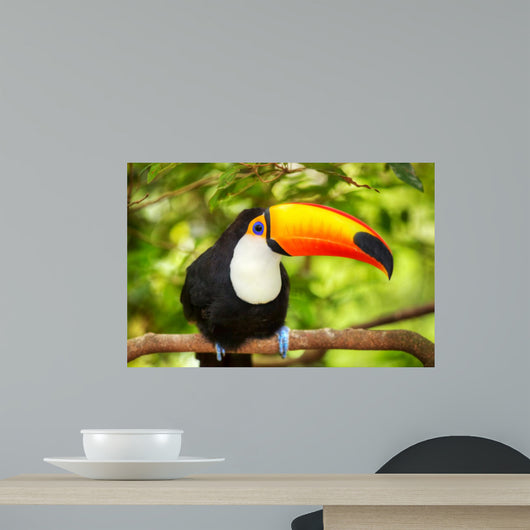 Colorful tucan in the aviary