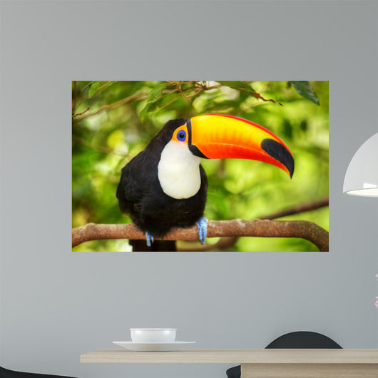 Colorful tucan in the aviary
