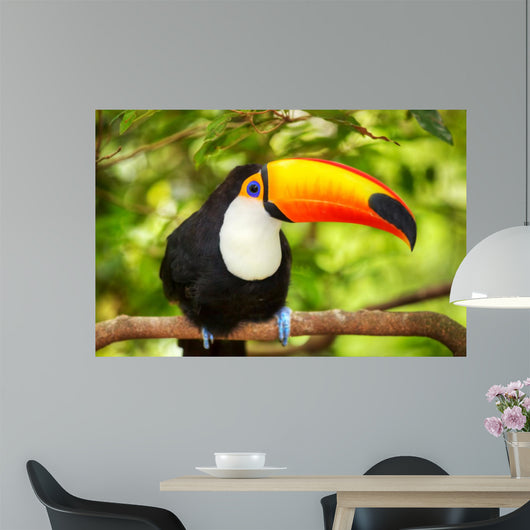 Colorful tucan in the aviary