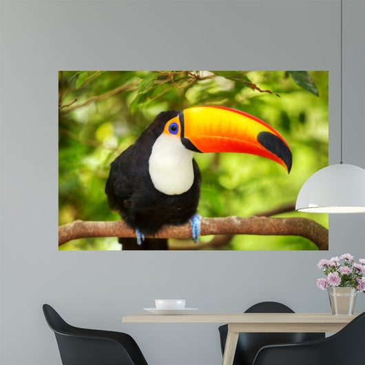 Colorful tucan in the aviary