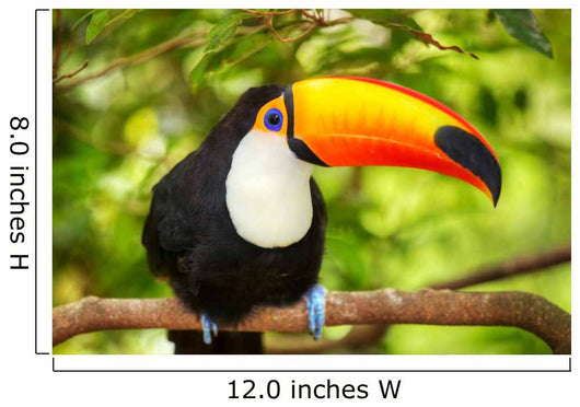 Colorful tucan in the aviary