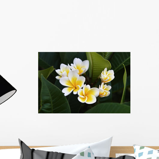 Frangipani Tropical Flowers From Deciduous Tree Plumeria Wall Mural