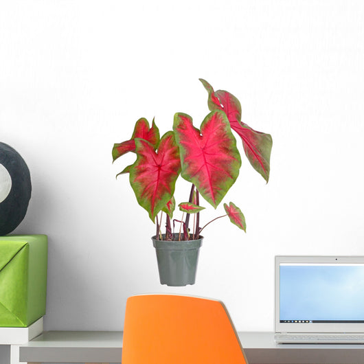 Small potted caladium plant ready for transplanting into a garde Wall Decal