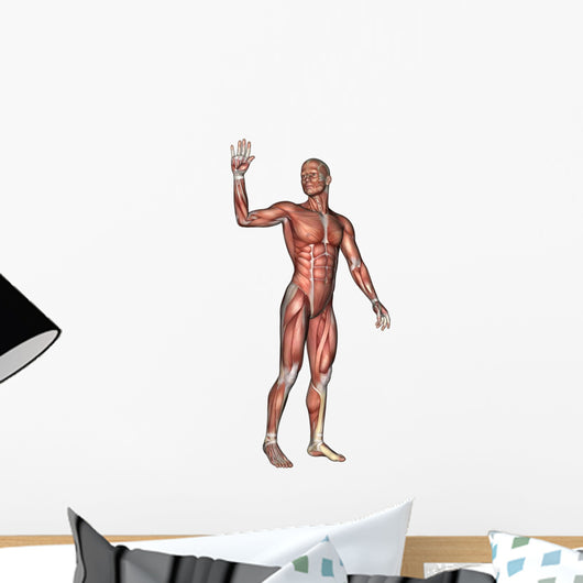 Male Anatomy Figure Wall Decal
