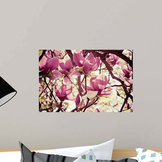 Magnolia flowers