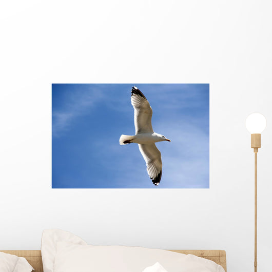 Backlit Seagull Wall Mural