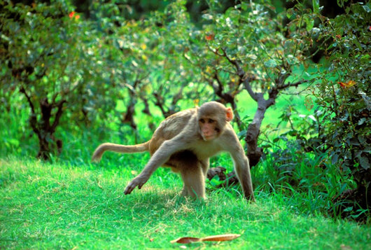 running monkey Wall Mural