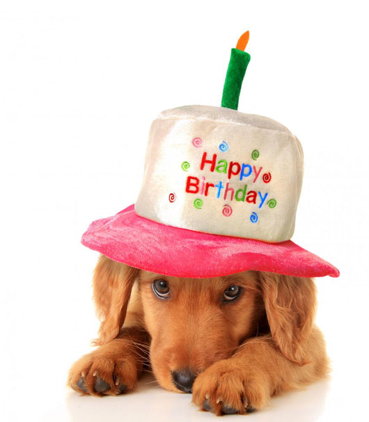 Happy birthday puppy Wall Decal