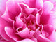 bright pink flower Wall Mural