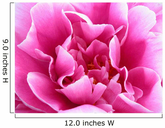 bright pink flower Wall Mural