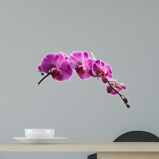 Purple Orchid Flowers Isolated on White Background