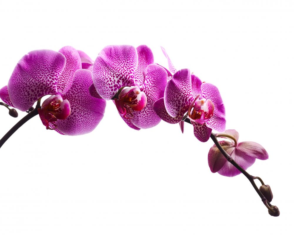 Flower.ページ 60209783-LRG_1024x1024.jpg?v=