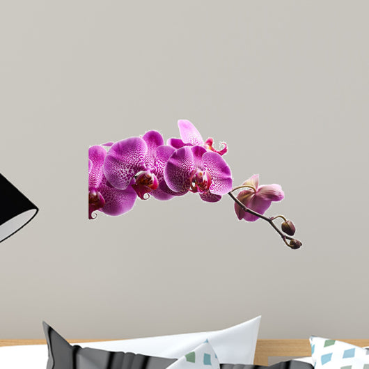 Purple Orchid Flowers Isolated on White Background