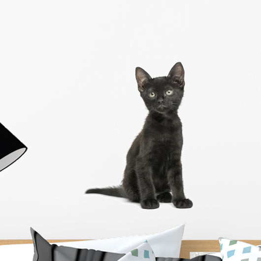 Black Kitten Sitting, Looking Up, 2 Months Old, Isolated
