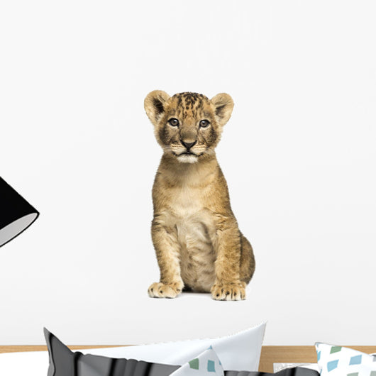 Lion cub sitting, looking at the camera, 7 weeks old, isolated