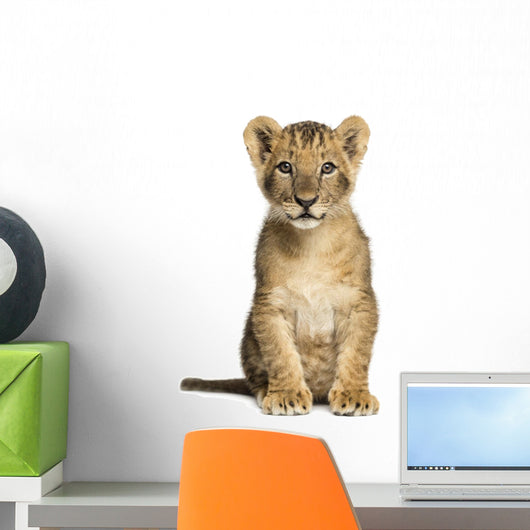 Lion Cub Sitting, Looking at the Camera, 10 Weeks Old, Isolated