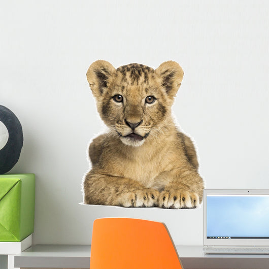 Lion cub lying, looking at the camera, 10 weeks old, isolated