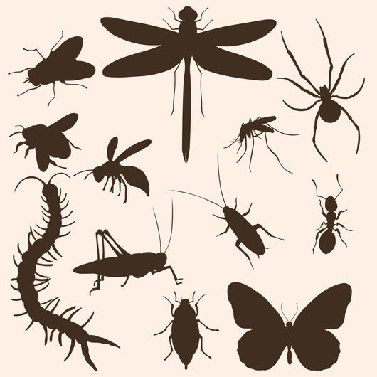 Vector Set of  Insects Silhouettes Wall Mural